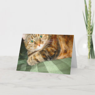 Kat Wenskaart Kaart