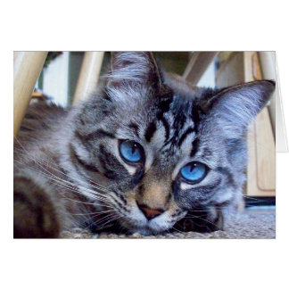 Kat Whispers Book Hoesje Afbeelding