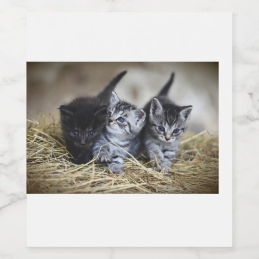 Kat Wijn Etiket (Enkel label)