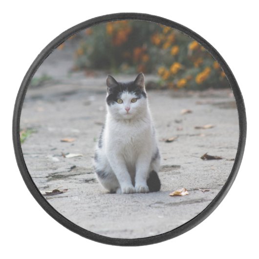 Kat, wit, huisdier hockey puck (Voorkant)