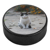 Kat, wit, huisdier hockey puck (3/4)