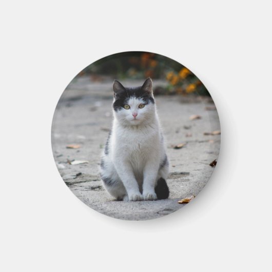 Kat, wit, huisdier magneet (Voorkant)