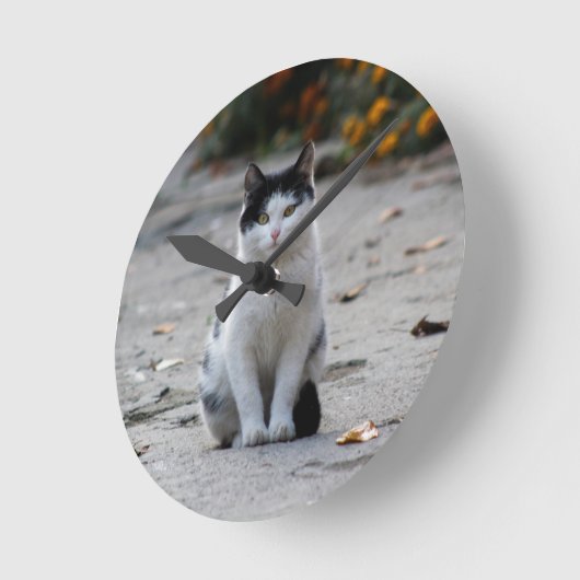Kat, wit, huisdier ronde klok (Hoek)