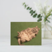 Kat Yoga van Smoochie Girl Briefkaart (Staand voorkant)