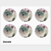 Kat zien ronde sticker (Vel)