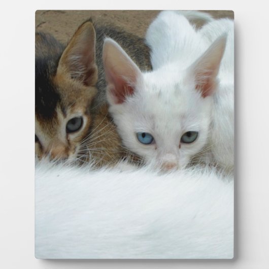 Kat ziet er leuk uit fotoplaat (Voorkant)