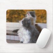 Kat zit op en kijkt op muismat (Met muis)