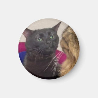 Kat zit verstrooid meme magneet