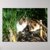 Kat Zitten in gras Afdruk Poster (Voorkant)