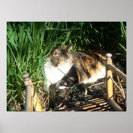 Kat Zitten in gras Afdruk Poster (Voorkant)