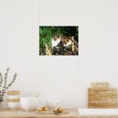 Kat Zitten in gras Afdruk Poster (Keuken)
