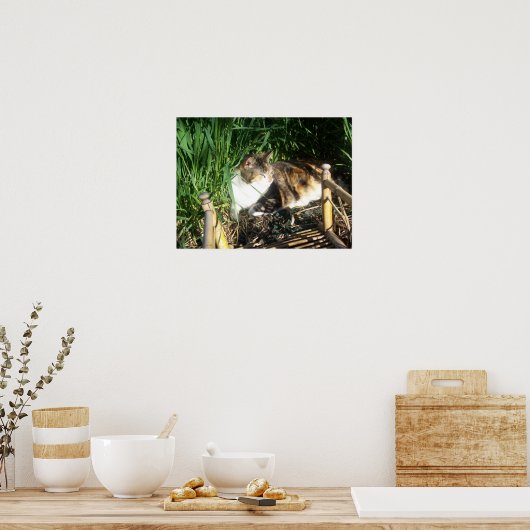 Kat Zitten in gras Afdruk Poster (Keuken)