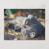 Kat-zonnebaden Briefkaart (Voorkant)