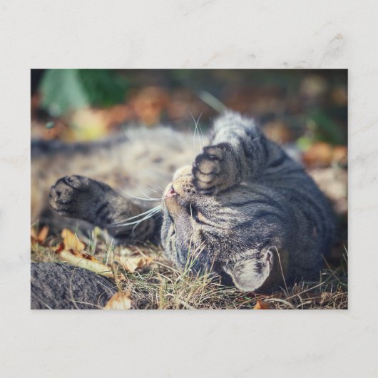 Kat-zonnebaden Briefkaart (Voorkant)