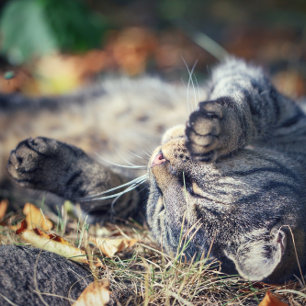 Kat-zonnebaden Briefkaart