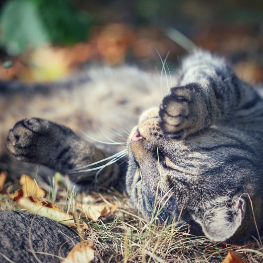 Kat-zonnebaden Briefkaart