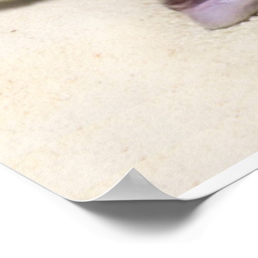 Kat Zonnebaden in het strand Poster (Hoek)