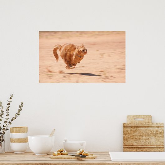 Kat zoomen poster (Keuken)