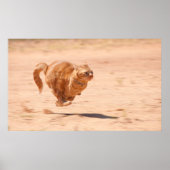 Kat zoomen poster (Voorkant)