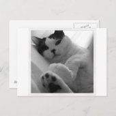 Kat zwart-wit briefkaart (Voorkant / Achterkant)