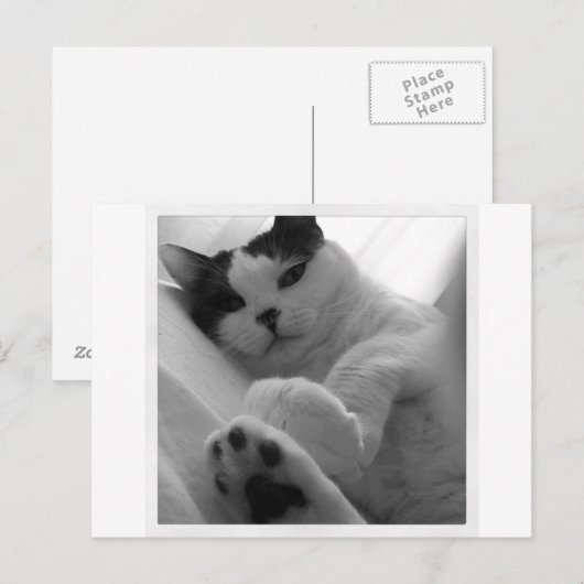 Kat zwart-wit briefkaart (Voorkant / Achterkant)