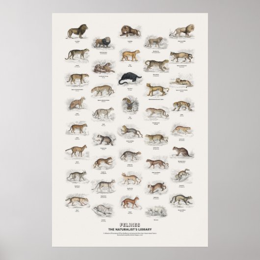 Katachtigen - Naturalist's Library Poster (Voorkant)