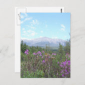Katahdin en wilde bloemen briefkaart (Voorkant / Achterkant)
