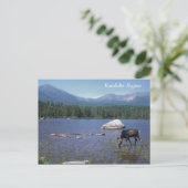 Katahdin Region Maine Moose Briefkaart (Staand voorkant)