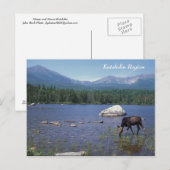 Katahdin Region Maine Moose Briefkaart (Voorkant / Achterkant)