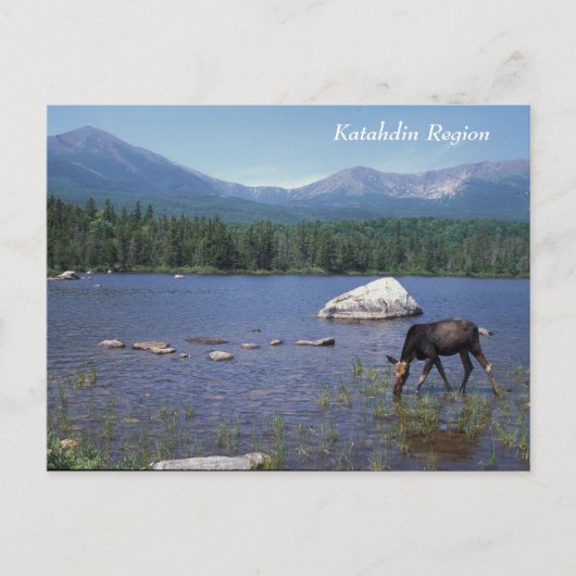 Katahdin Region Maine Moose Briefkaart (Voorkant)