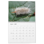 Katerijpijlers wandkalender kalender (Mar 2027)