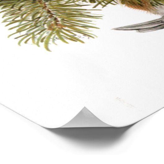  kathaas met kastanjeruggen poster (Hoek)