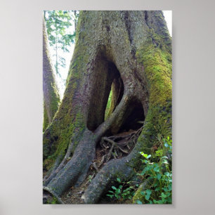 Kathedraalboom, Astoria, Oregon Poster