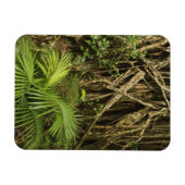 Kathedraalvijg, Yungaburra, Atherton Tableland Magneet (Horizontaal)