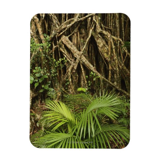 Kathedraalvijg, Yungaburra, Atherton Tableland Magneet (Verticaal)