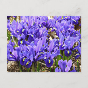 Katherine Hodgkin Irises Paarse Spring Floral Briefkaart