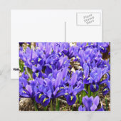 Katherine Hodgkin Irises Paarse Spring Floral Briefkaart (Voorkant / Achterkant)