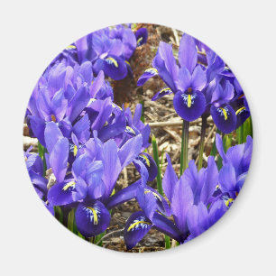 Katherine Hodgkin Irises Paarse Spring Floral Magneet