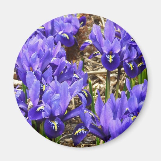 Katherine Hodgkin Irises Paarse Spring Floral Magneet (Voorkant)