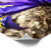 Katherine Hodgkin Irises Paarse Spring Floral Poster (Hoek)