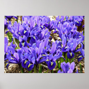Katherine Hodgkin Irises Paarse Spring Floral Poster