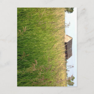 Kathleen Taylor's Amber Waves of Hay Briefkaart
