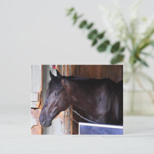 Kathy Ritvo Stables Briefkaart (Staand voorkant)