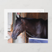 Kathy Ritvo Stables Briefkaart (Voorkant / Achterkant)