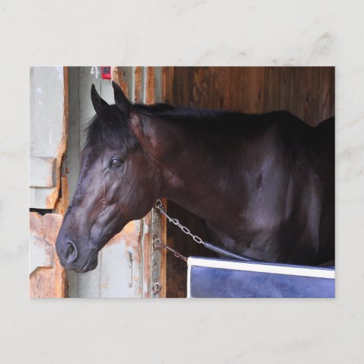 Kathy Ritvo Stables Briefkaart (Voorkant)
