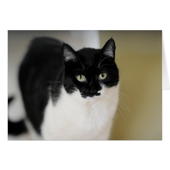 Katie Kat (Voorkant Horizontaal)