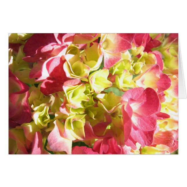 Katie's Hydrangea (Voorkant Horizontaal)