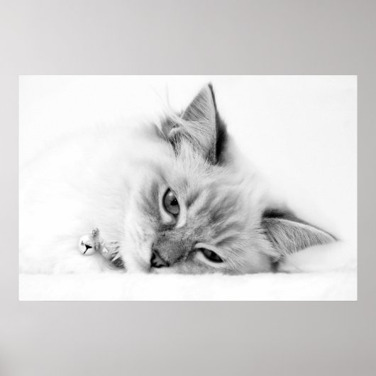 katje poster (Voorkant)