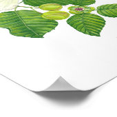 Katmon (Dillenia philippinensis) Ph Forest Blooms Poster (Hoek)