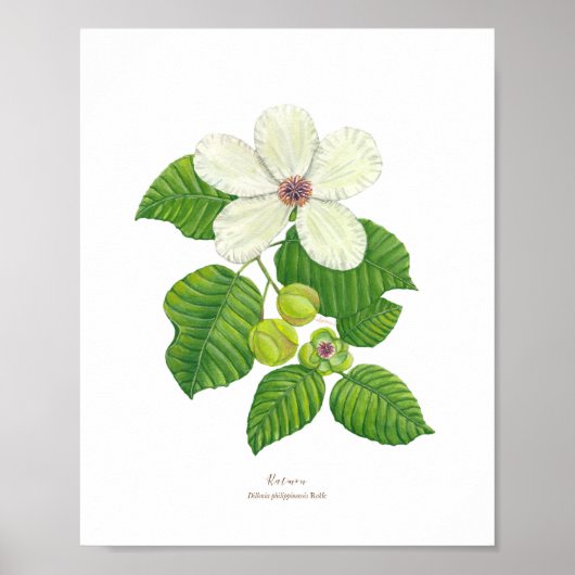 Katmon (Dillenia philippinensis) Ph Forest Blooms Poster (Voorkant)